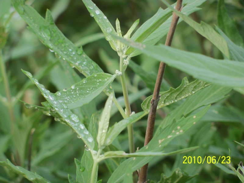 100_2178 [800x600].JPG